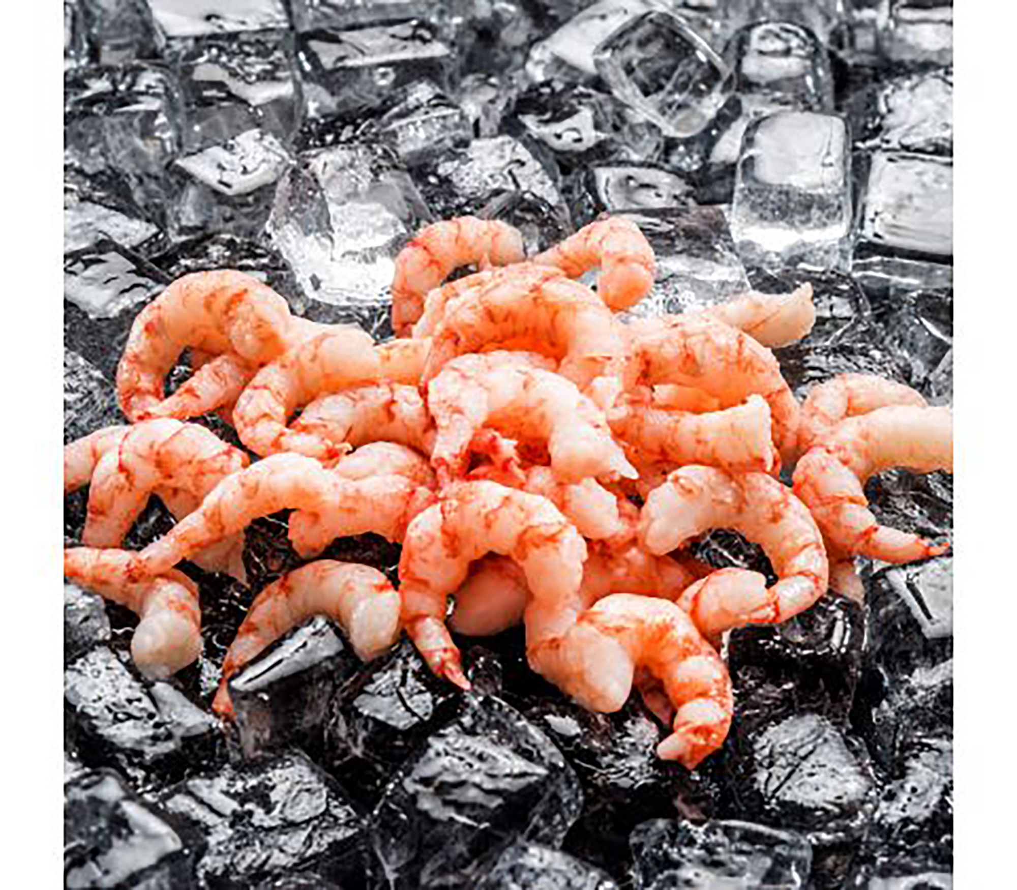 Chile Rejer 1 3 729617C116c5268bd5068806b0a890bb Web